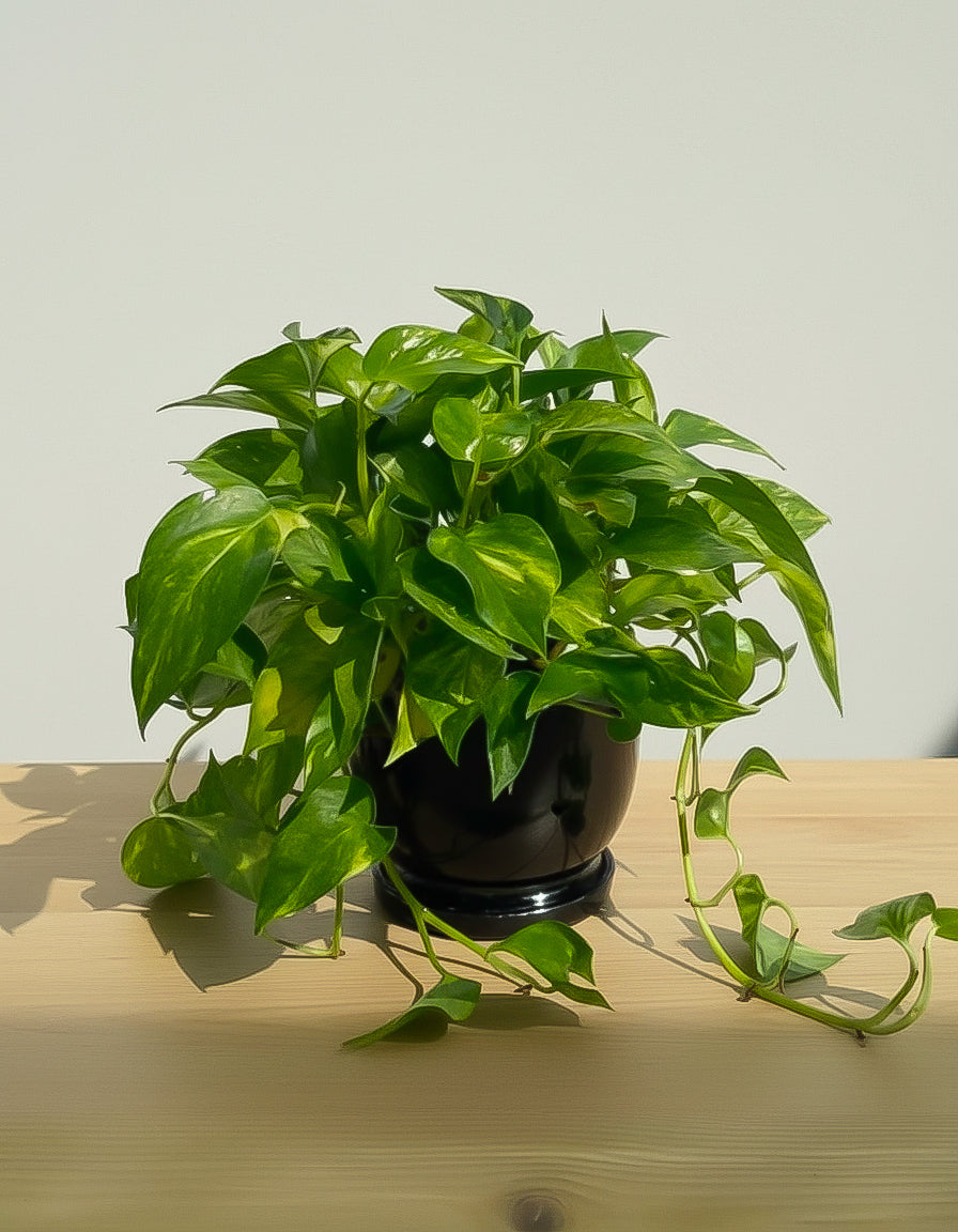 Money Plant - Ceramic Pot