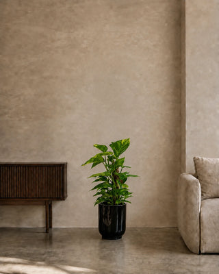 Money Plant in black Luma Glossy planter, 40-60cm