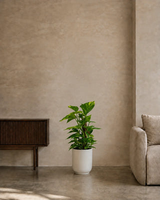 Money Plant in white Luma Glossy planter, 40-60cm