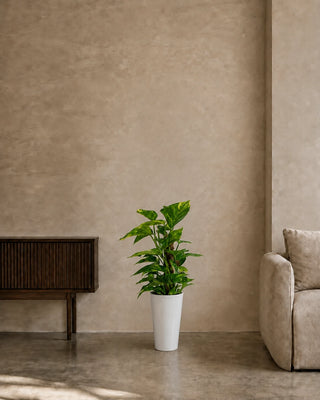 Money Plant in white Luma Tall Glossy planter, 40-60cm