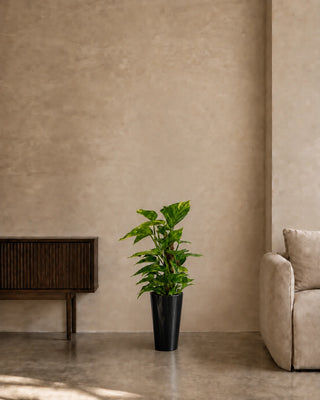 Money Plant in black Luma Tall Glossy planter, 40-60cm