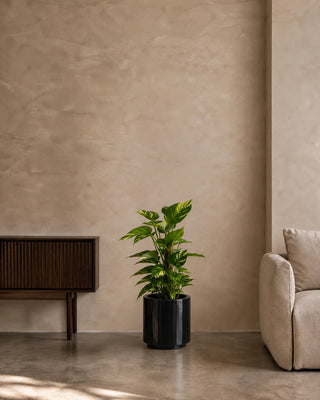 Money Plant in black Nia Glossy planter, 40-60cm