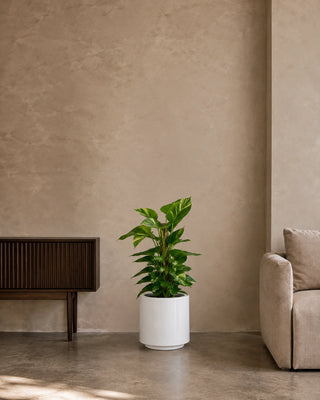 Money Plant in white Nia Glossy planter, 40-60cm