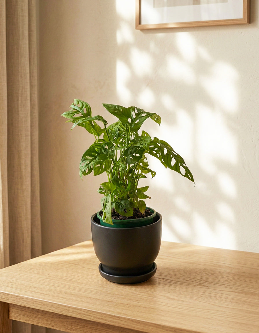 Monstera - Ceramic Pot
