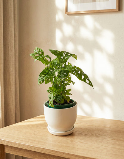Monstera - Ceramic Pot