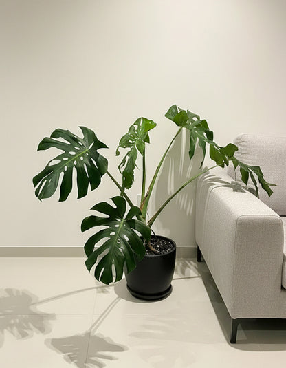 Monstera - Ceramic Pot