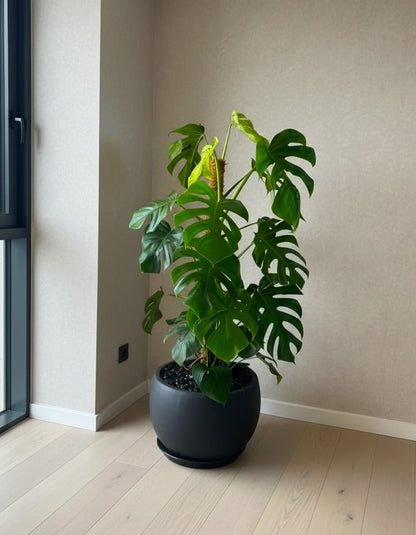 Monstera Large - Round Fiber Pot