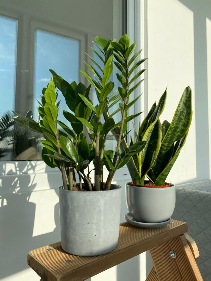 Zamia & Snake Plant Bundle Promotion