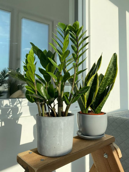 Zamia & Snake Plant Bundle Promotion