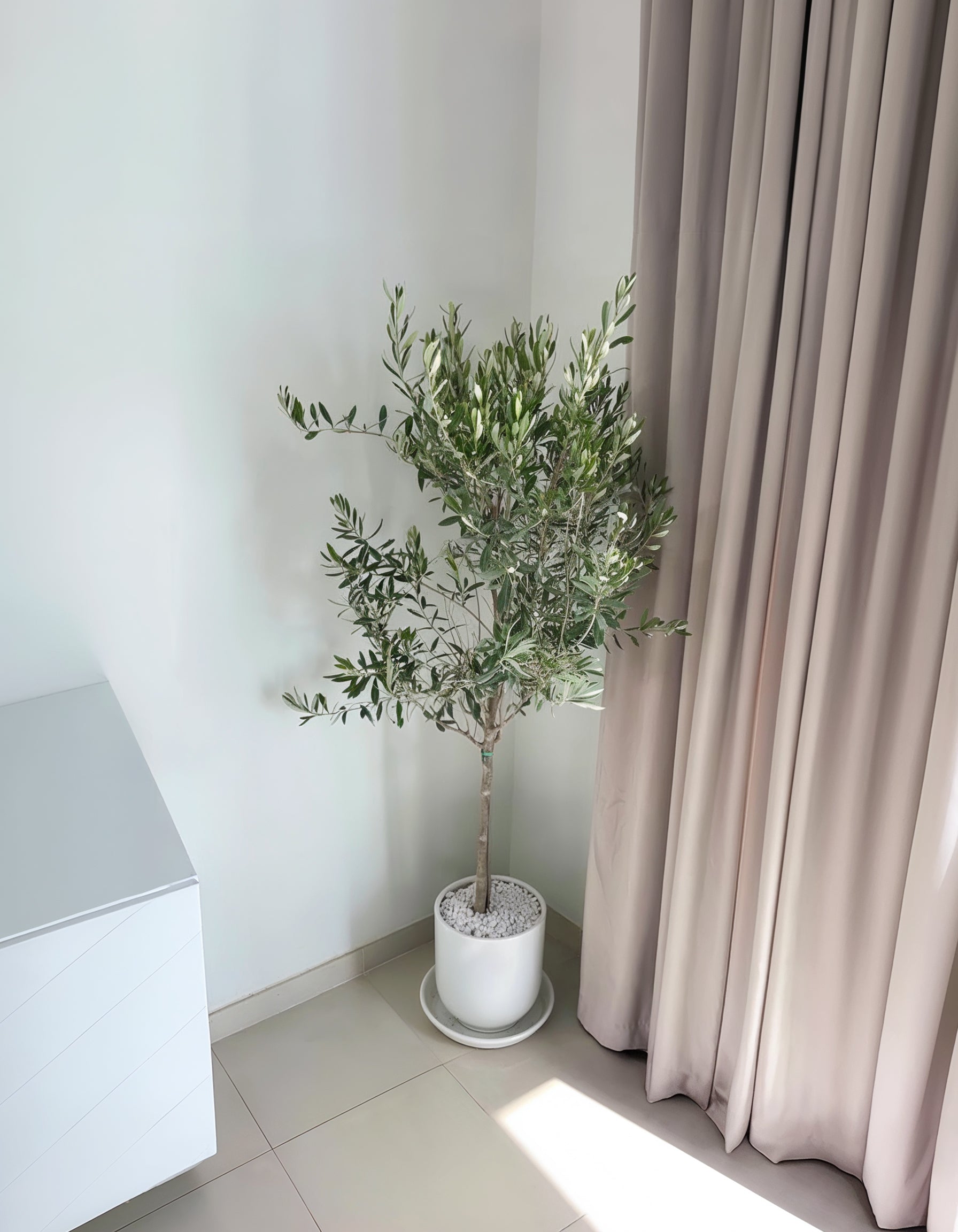 Olive Tree - Promotion