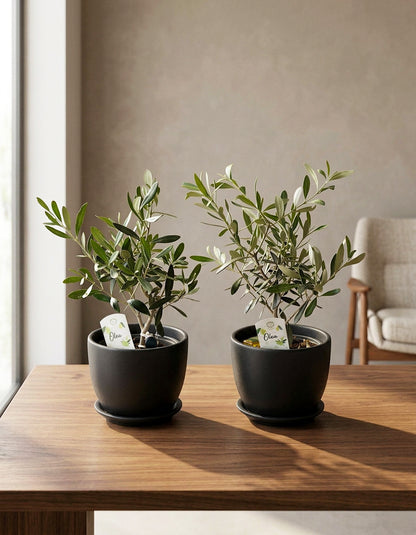 Olive Table Set
