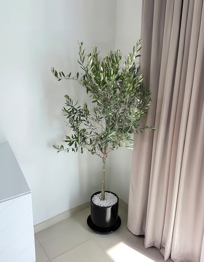 Olive Tree - Promotion