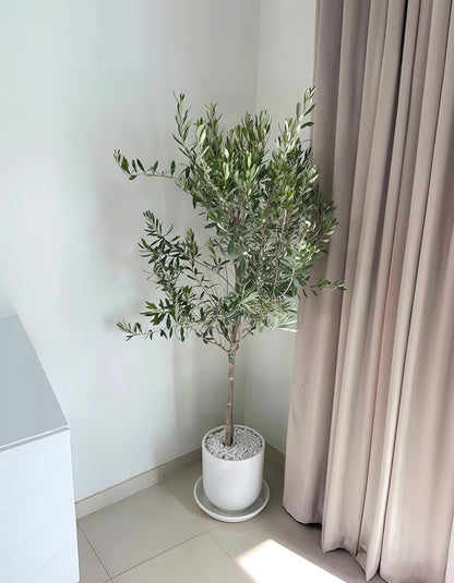 Olive Tree - Promotion