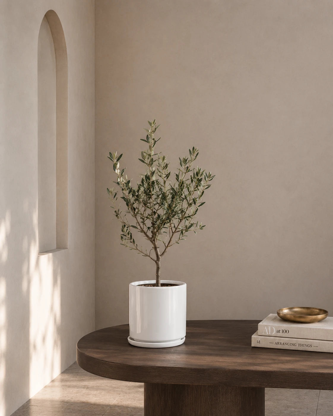Olive Tree