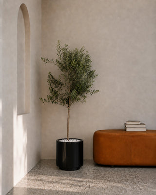 Olive Tree in black Nia Glossy planter, 150-170cm