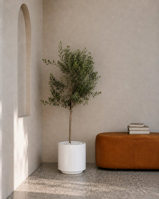 Olive Tree in white Nia Glossy planter, 150-170cm