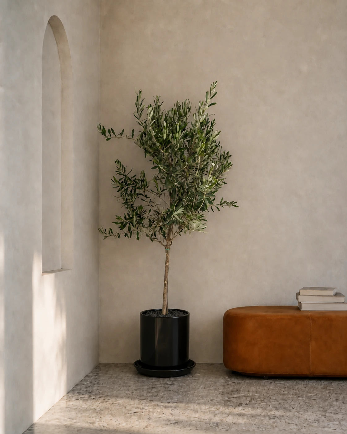 Olive Tree