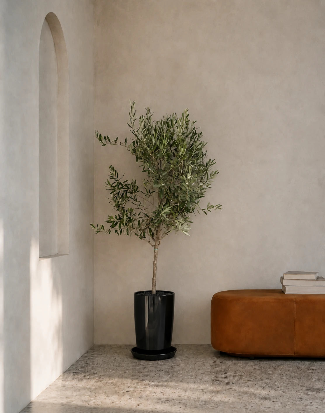 Olive Tree