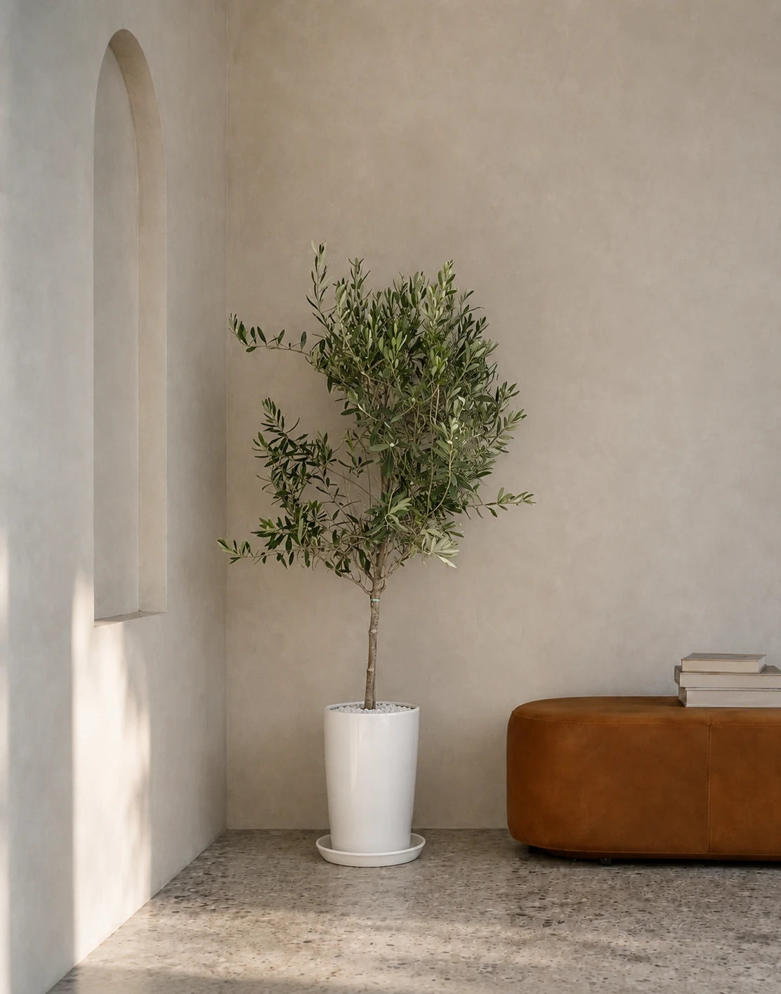 Olive Tree
