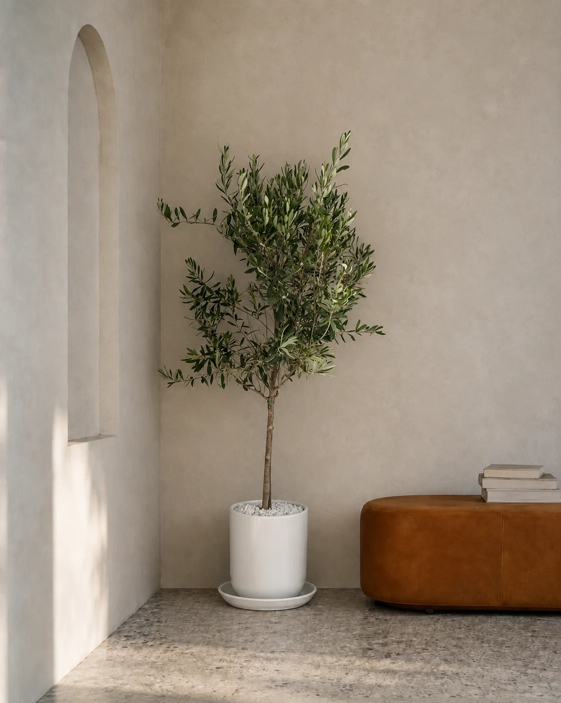Olive Tree