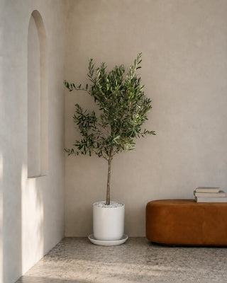 Olive Tree in white Luma Glossy planter, 150-170cm