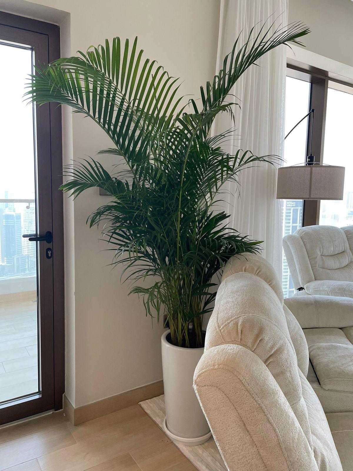 Kentia Palm - Long Pot