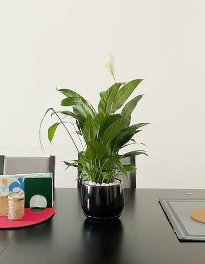 Peace Lily - Ceramic Pot