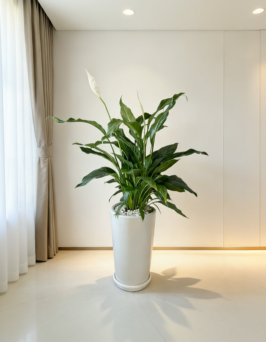 Peace Lily - Large Ceramic Pot