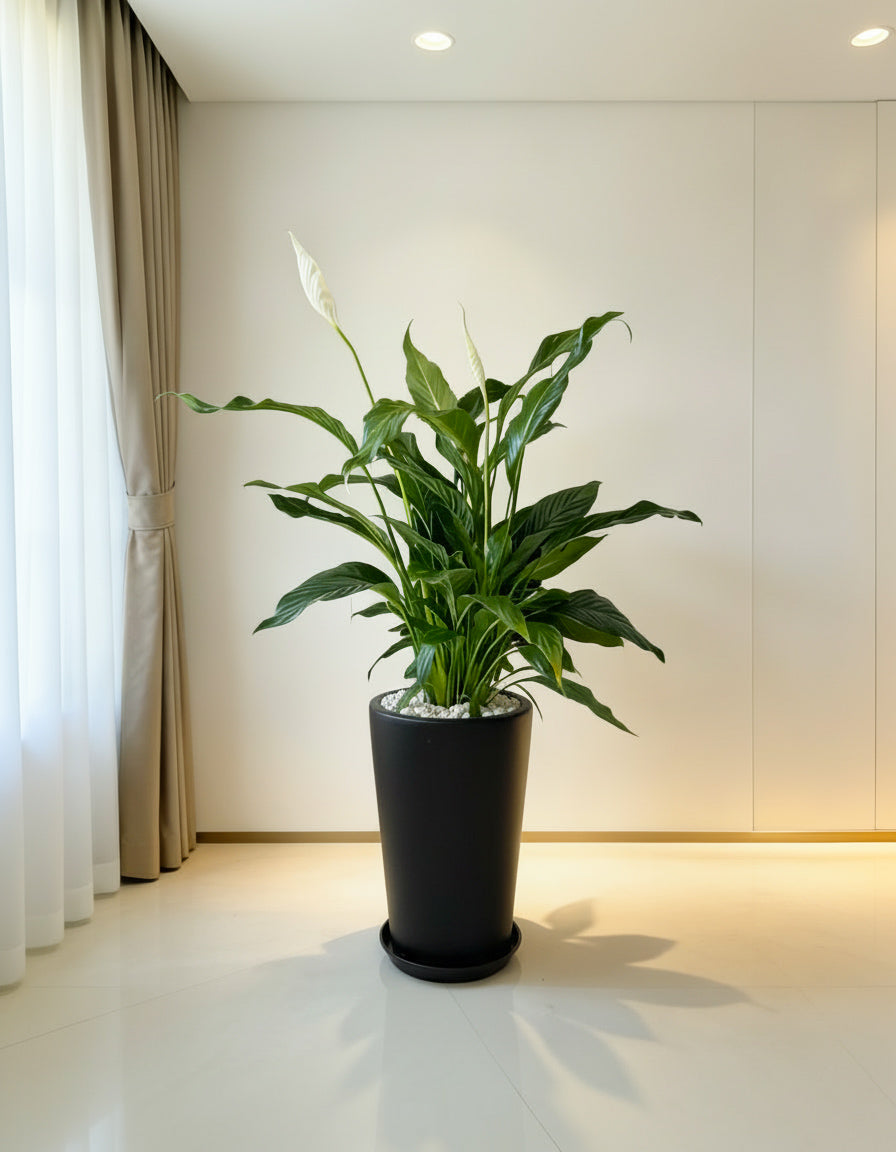 Peace Lily - Large Ceramic Pot