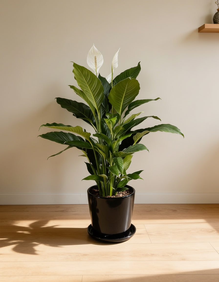 Holland Peace Lily Plant - Promotion