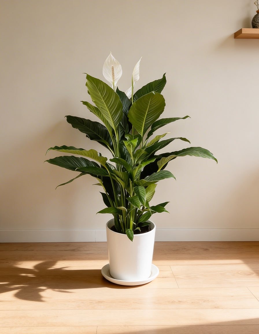 Peace Lily Plant - Promotion