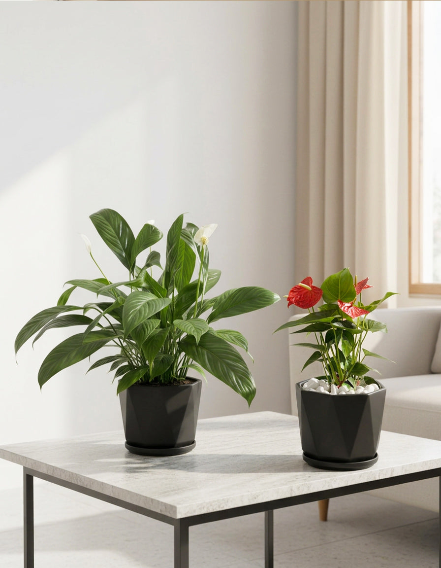 Peace Lily & Anthurium Bundle of TWO