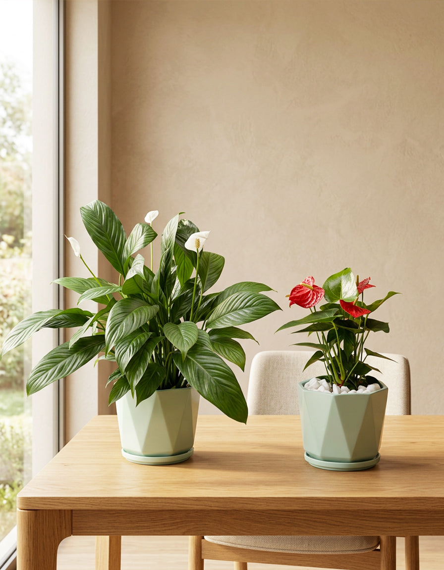 Peace Lily & Anthurium Bundle of TWO