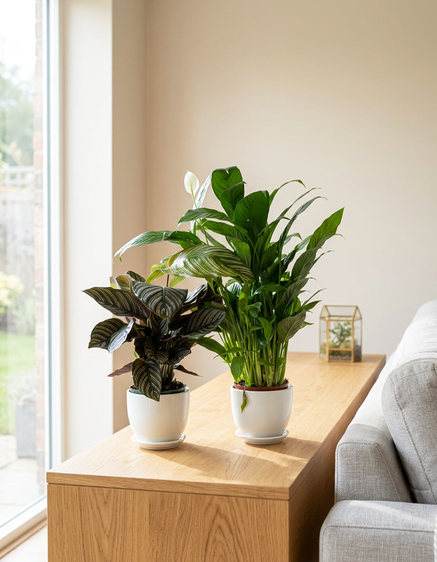 Peace Lily & Calathea Bundle