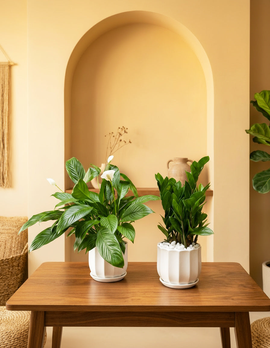 Peace Lily & ZZ Bundle of TWO