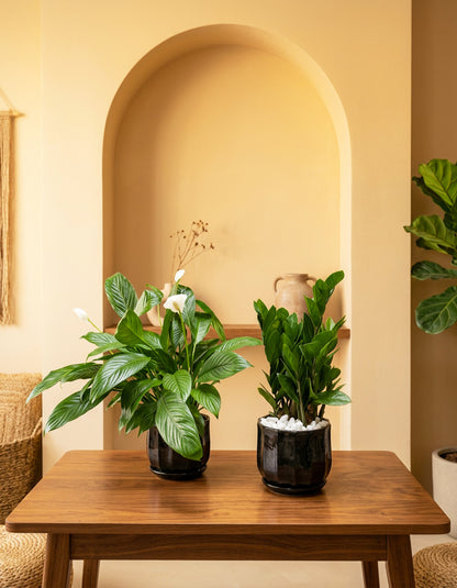 Peace Lily & ZZ Bundle of TWO