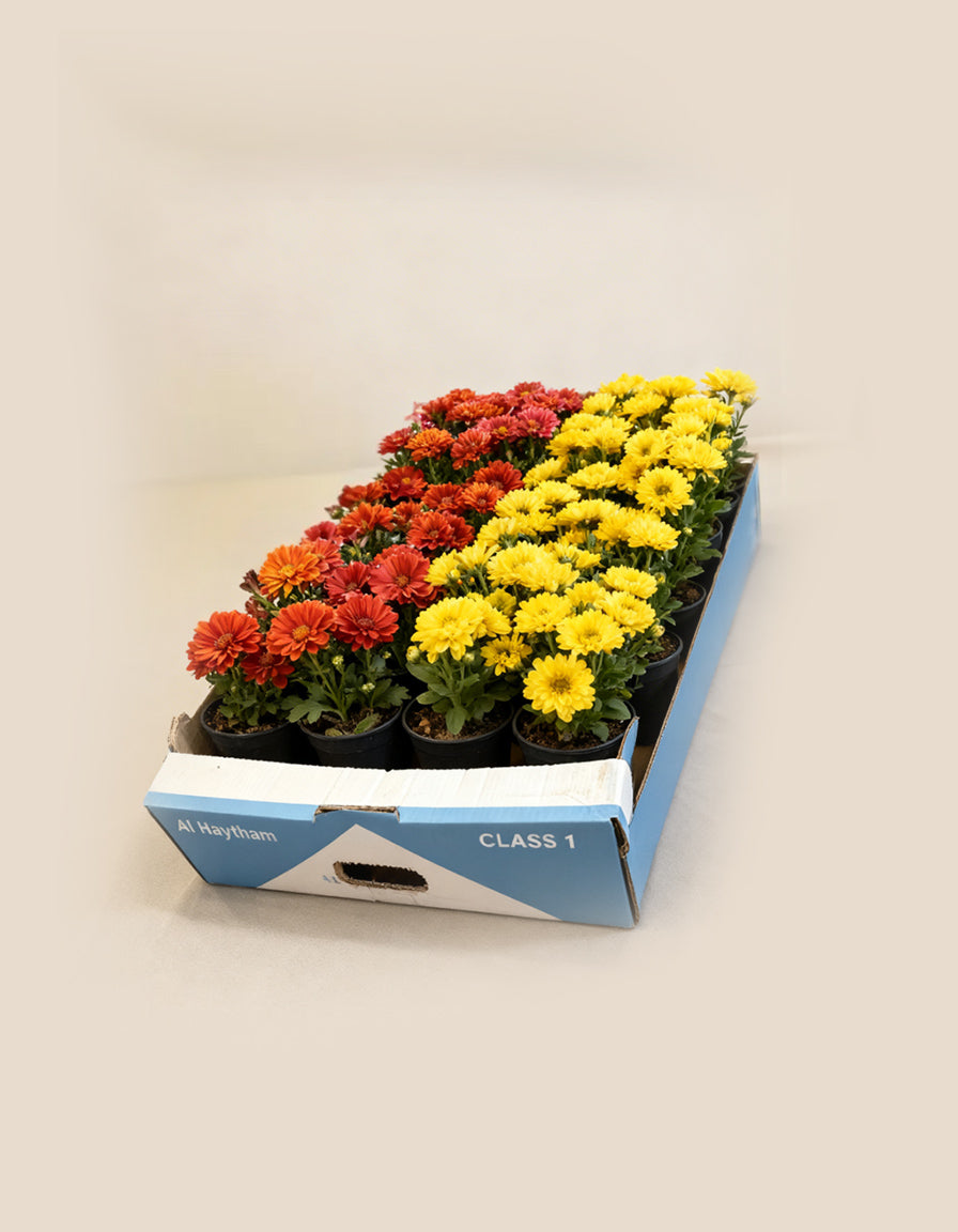 Petunia - 30 pieces