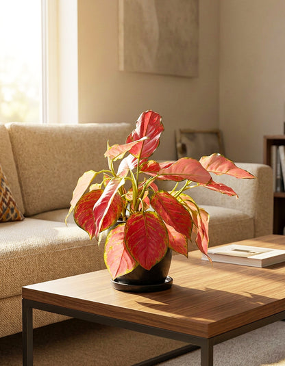 Pink Argo - Ceramic Pot