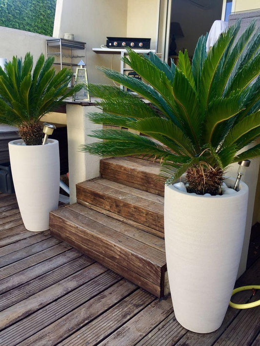 Sago Palm - Long Pot - 150-170 CM