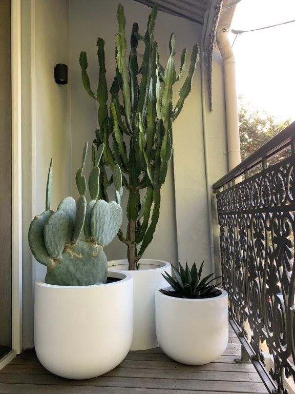 Cactus & Agave Bundle - Fiber Pots