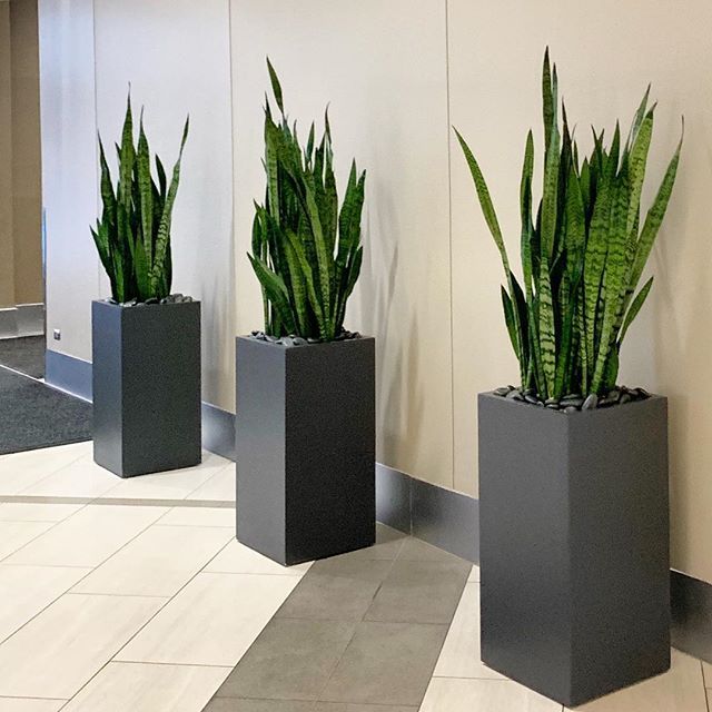 Snake Plant - Fiber Pot Each