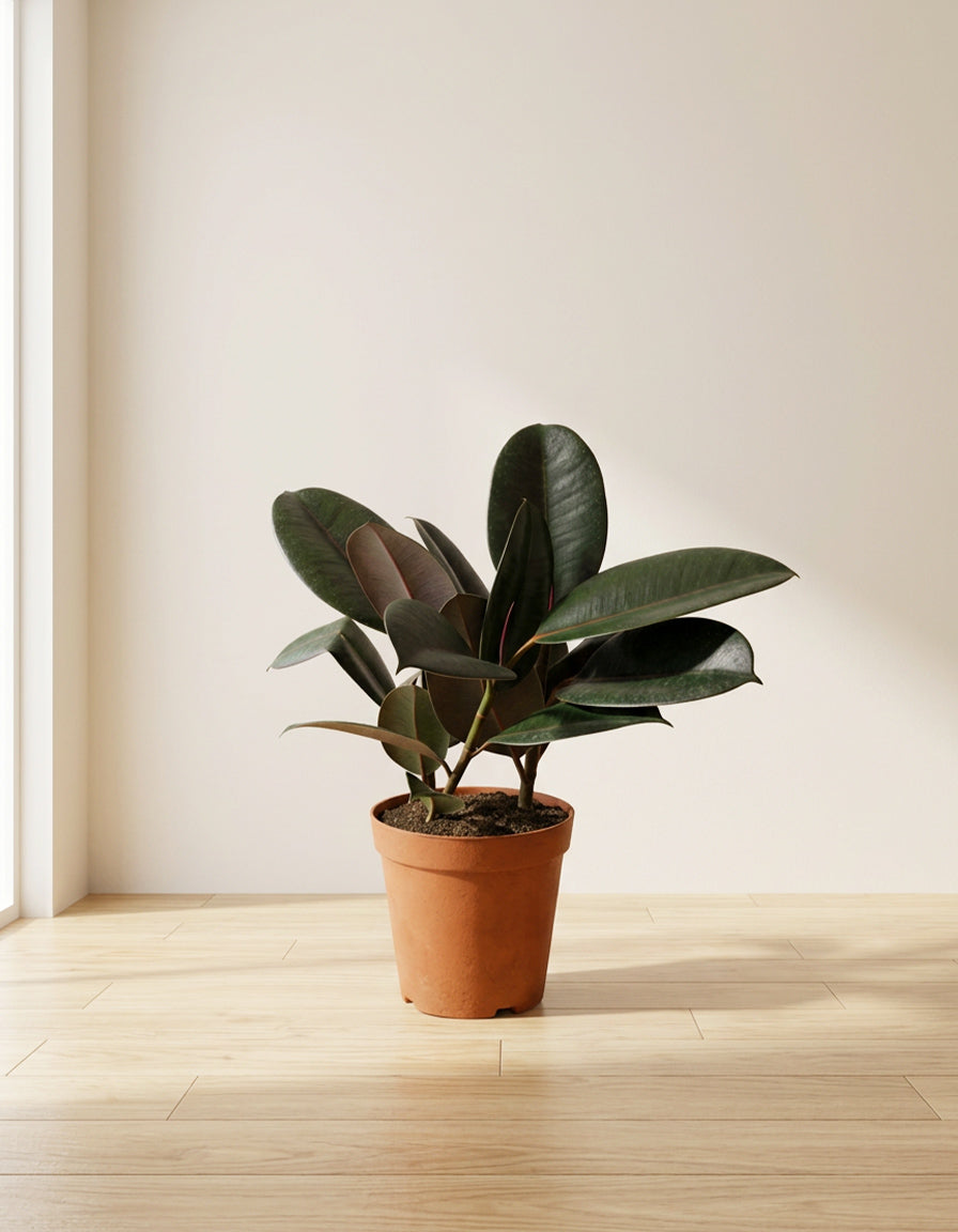 Rubber Plant - Nursery Pot