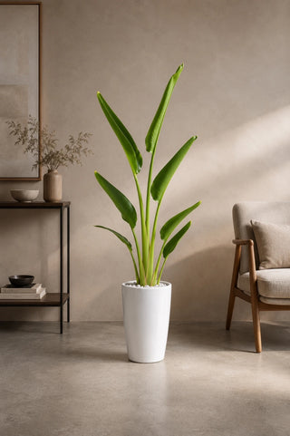 Travelers Palm 100-140cm in white Luma Tall Glossy ceramic pot