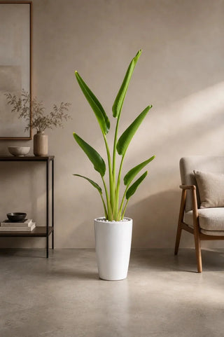 Travelers Palm 100-140cm in white Luma Tall Glossy ceramic pot