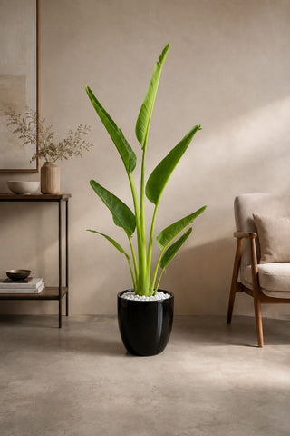 Travelers Palm 100-140cm in black Nia Glossy ceramic pot