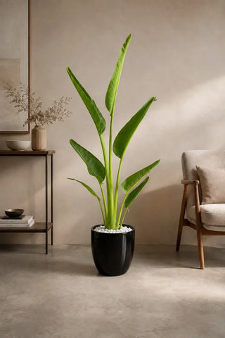 Travelers Palm 100-140cm in black Nia Glossy ceramic pot