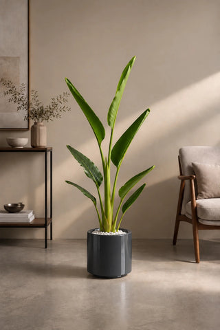 Travelers Palm 100-140cm in dark grey Nia Glossy ceramic pot