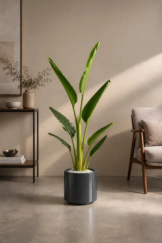 Travelers Palm 100-140cm in dark grey Nia Glossy ceramic pot