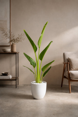 Travelers Palm 100-140cm in white Nia Glossy ceramic pot