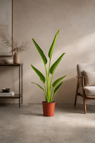 Travelers Palm 100-140cm in nursery plastic pot